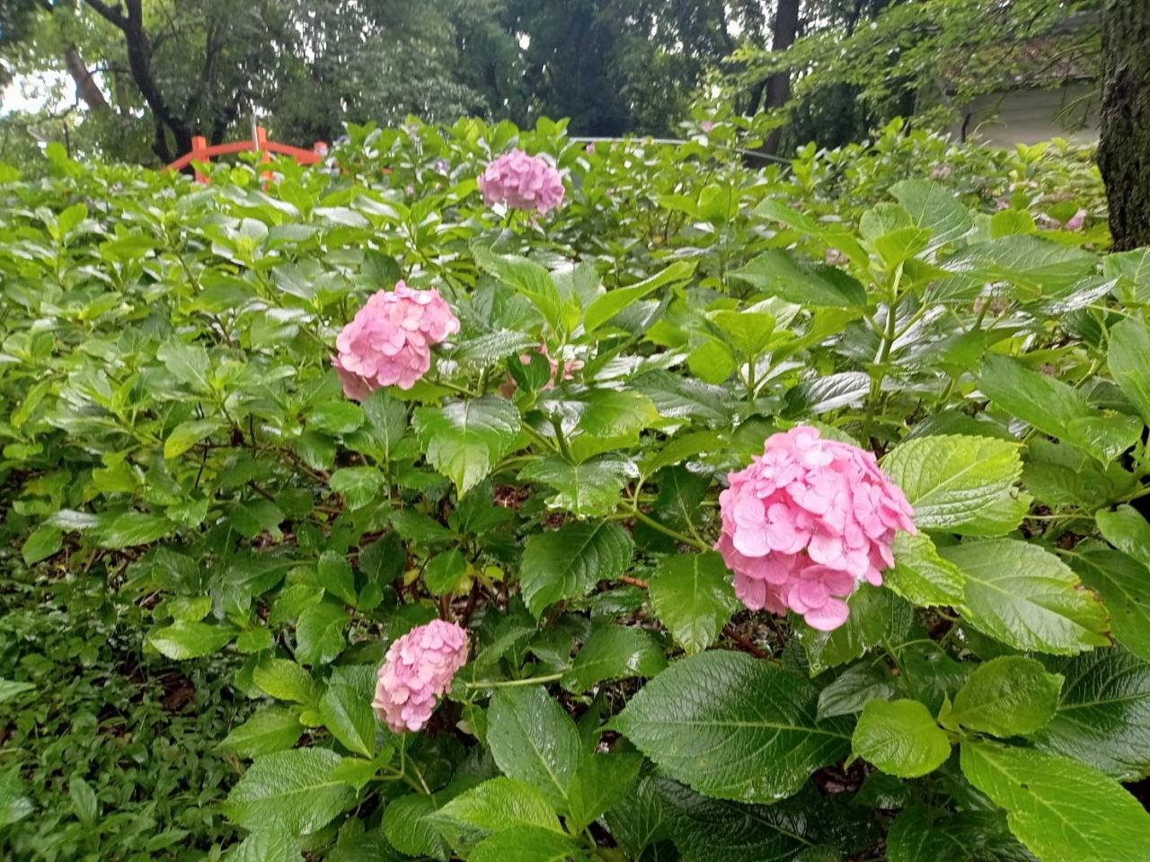 藤森神社紫陽花